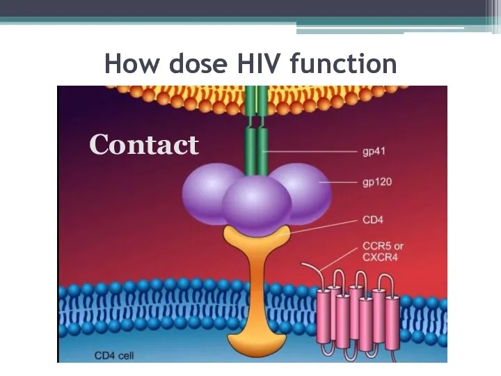 How dose HIV function Contact