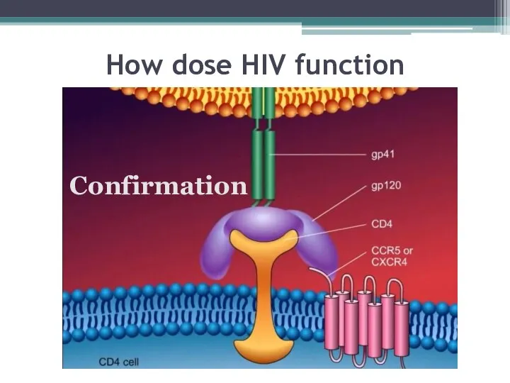 How dose HIV function Сonfirmation