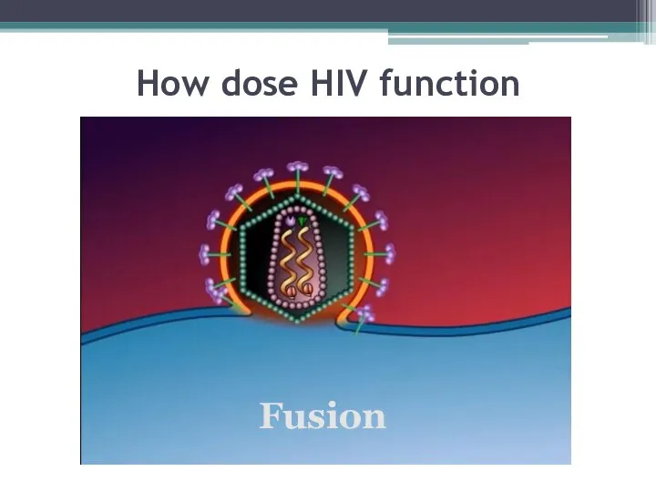 How dose HIV function Fusion