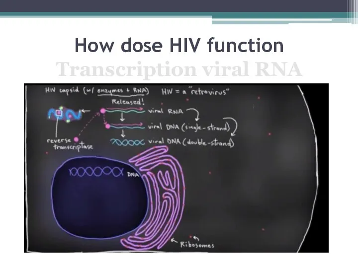 How dose HIV function Transcription viral RNA