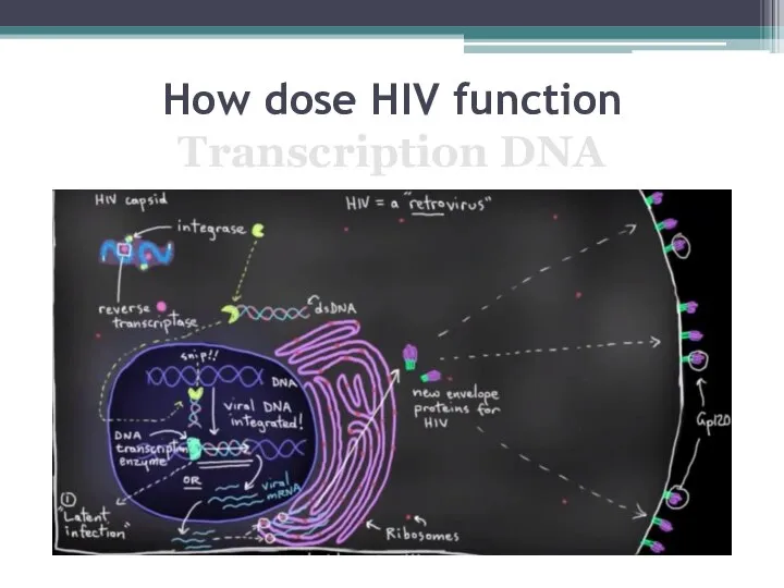How dose HIV function Transcription DNA