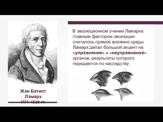 Жан Батист Ламарк 1774–1829 гг. В эволюционном учении Ламарка главным фактором эволюции