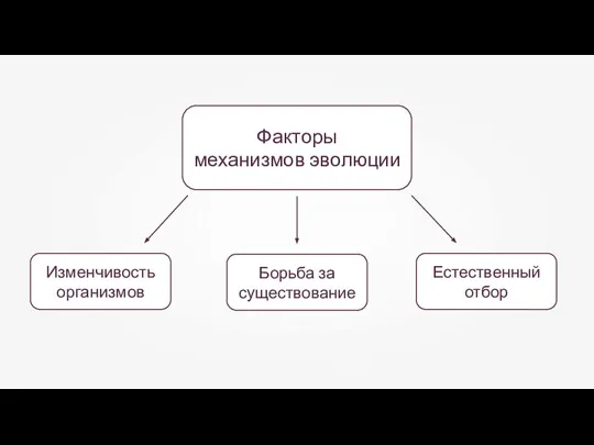 Факторы механизмов эволюции