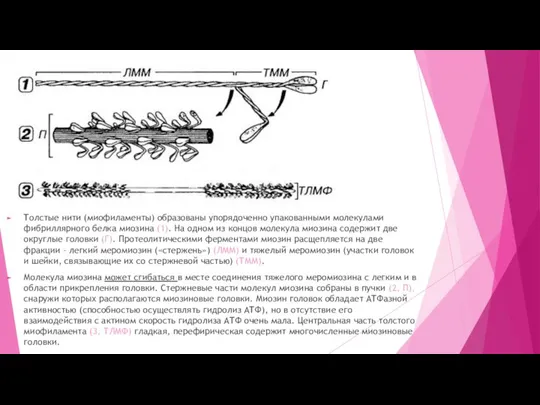 Толстые нити (миофиламенты) образованы упорядоченно упакованными молекулами фибриллярного белка миозина (1). На