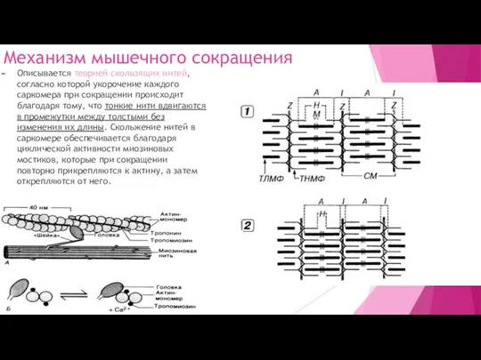 Механизм мышечного сокращения Описывается теорией скользящих нитей, согласно которой укорочение каждого саркомера