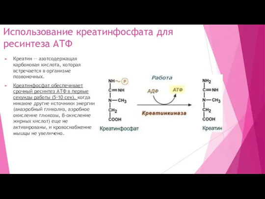 Использование креатинфосфата для ресинтеза АТФ Креатин — азотсодержащая карбоновая кислота, которая встречается