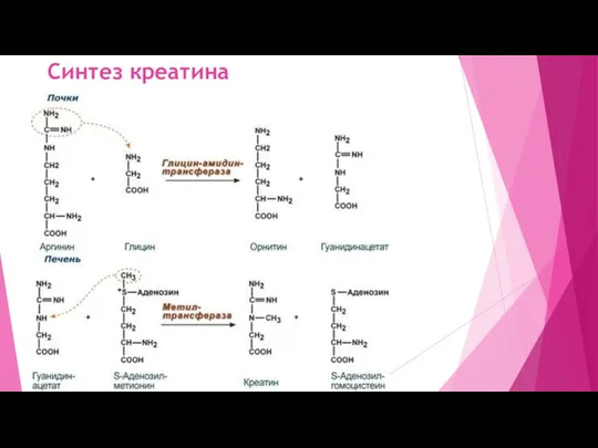 Синтез креатина