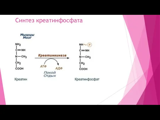 Синтез креатинфосфата