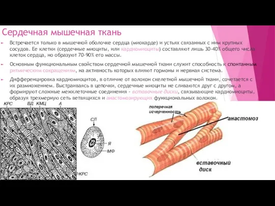 Сердечная мышечная ткань Встречается только в мышечной оболочке сердца (миокарде) и устьях