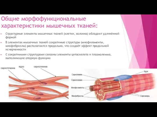 Общие морфофункциональные характеристики мышечных тканей: Структурные элементы мышечных тканей (клетки, волокна) обладают