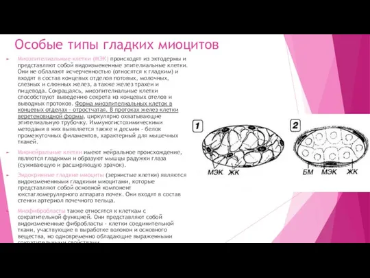 Особые типы гладких миоцитов Миоэпителиальные клетки (МЭК) происходят из эктодермы и представляют