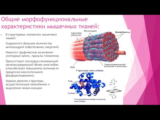 Общие морфофункциональные характеристики мышечных тканей: В структурных элементах мышечных тканей: Содержится большое