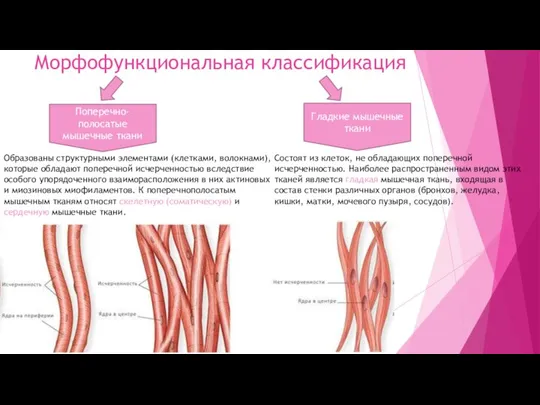 Морфофункциональная классификация Поперечно-полосатые мышечные ткани Гладкие мышечные ткани Образованы структурными элементами (клетками,