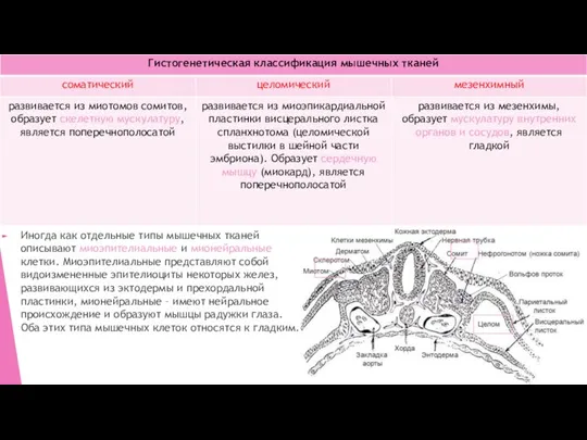 Иногда как отдельные типы мышечных тканей описывают миоэпителиальные и мионейральные клетки. Миоэпителиальные