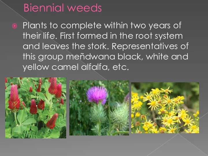 Biennial weeds Plants to complete within two years of their life. First
