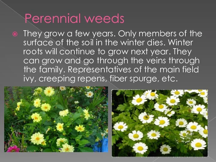 Perennial weeds They grow a few years. Оnly members of the surface