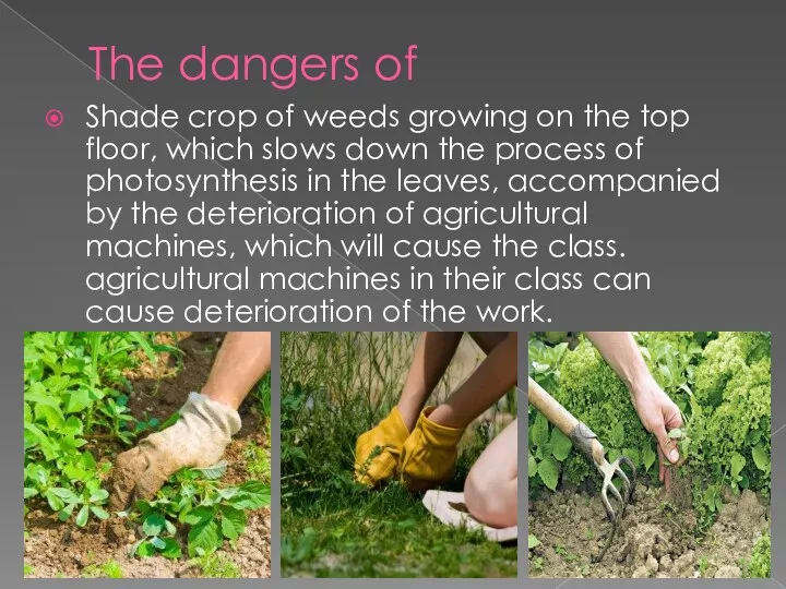 The dangers of Shade crop of weeds growing on the top floor,