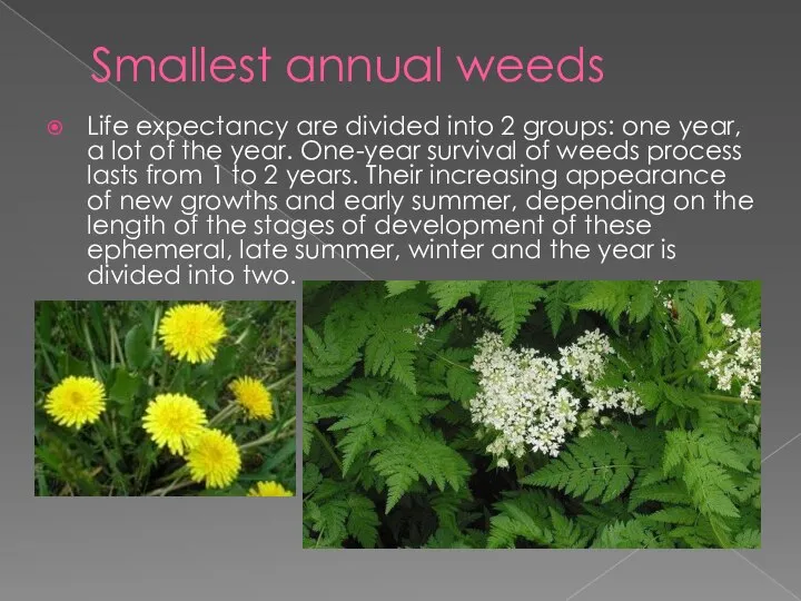 Smallest annual weeds Life expectancy are divided into 2 groups: one year,