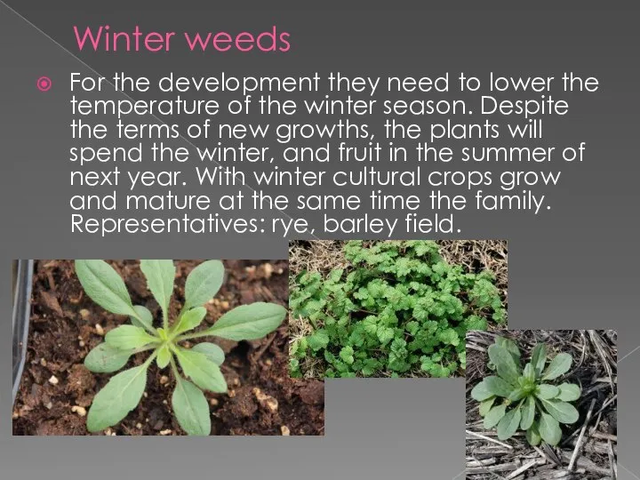 Winter weeds For the development they need to lower the temperature of