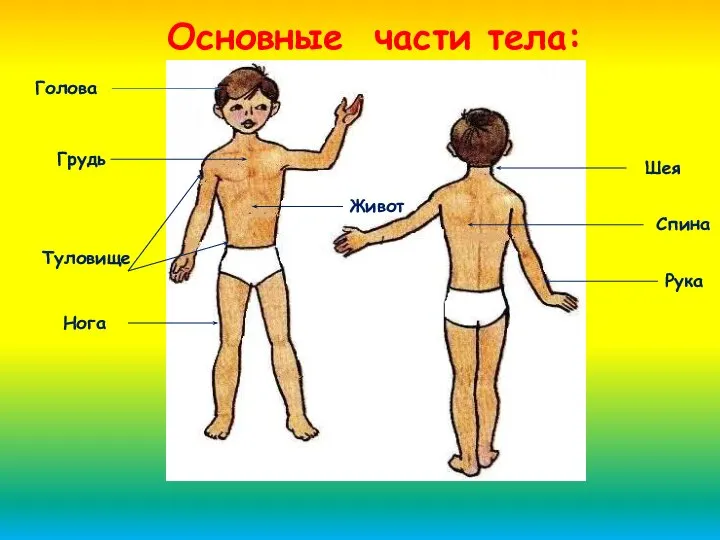 Голова Шея Спина Рука Нога Живот Туловище Грудь Основные части тела: