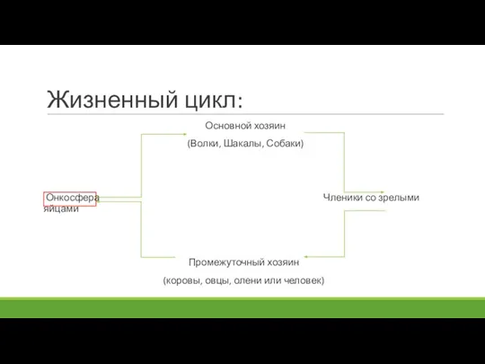 Жизненный цикл: Основной хозяин (Волки, Шакалы, Собаки) Онкосфера Членики со зрелыми яйцами