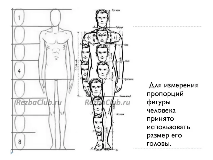 Для измерения пропорций фигуры человека принято использовать размер его головы.