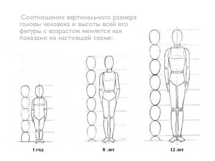 Соотношение вертикального размера головы человека и высоты всей его фигуры с возрастом