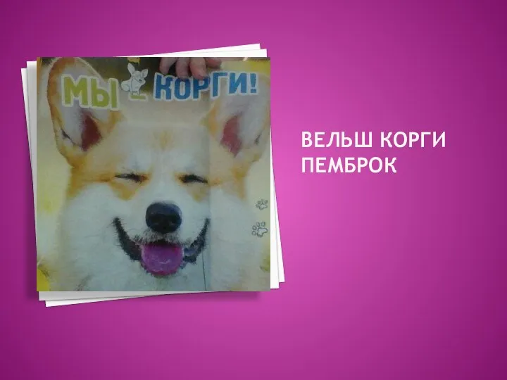 ВЕЛЬШ КОРГИ ПЕМБРОК