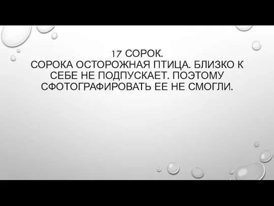 17 СОРОК. СОРОКА ОСТОРОЖНАЯ ПТИЦА. БЛИЗКО К СЕБЕ НЕ ПОДПУСКАЕТ. ПОЭТОМУ СФОТОГРАФИРОВАТЬ ЕЕ НЕ СМОГЛИ.