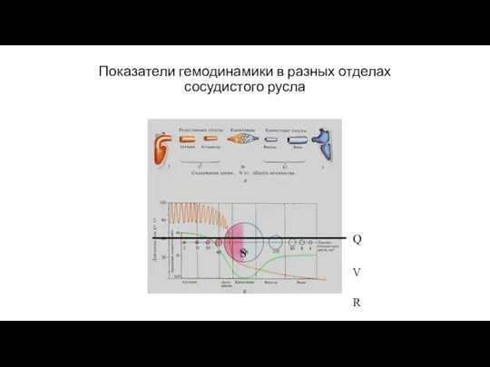 Показатели гемодинамики в разных отделах сосудистого русла Q V R S