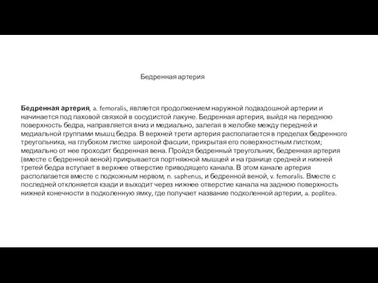 Бедренная артерия, a. femoralis, является продолжением наружной подвздошной артерии и начинается под