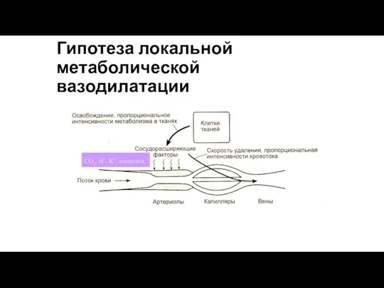 Гипотеза локальной метаболической вазодилатации CO2, H+, K+, аденозин