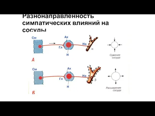 Разнонаправленность симпатических влияний на сосуды