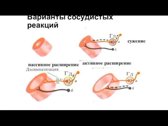 Варианты сосудистых реакций пассивное расширение активное расширение сужение