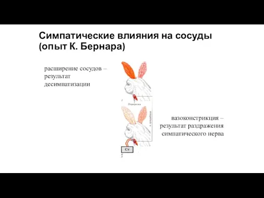 Симпатические влияния на сосуды (опыт К. Бернара) расширение сосудов – результат десимпатизации