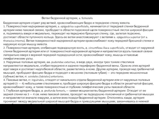 Бедренная артерия отдает ряд ветвей, кровоснабжающих бедро и переднюю стенку живота. 1.