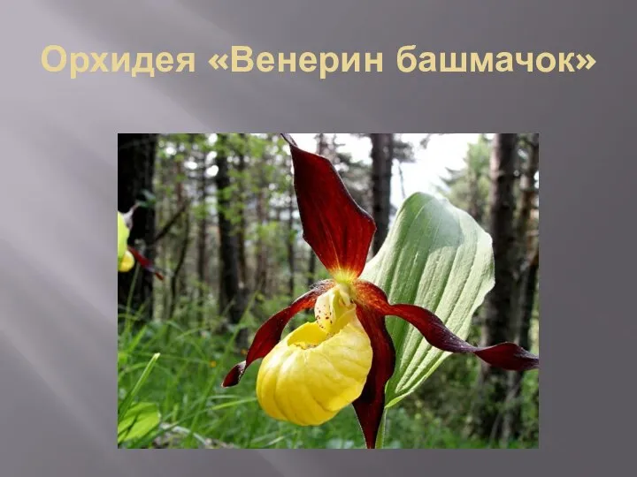 Орхидея «Венерин башмачок»