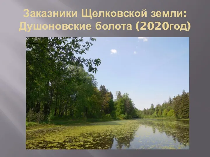 Заказники Щелковской земли: Душоновские болота (2020год)