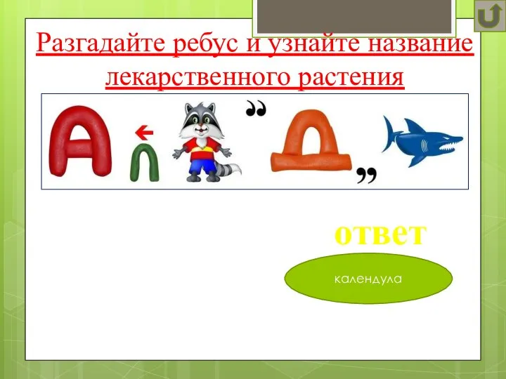 Разгадайте ребус и узнайте название лекарственного растения ответ календула