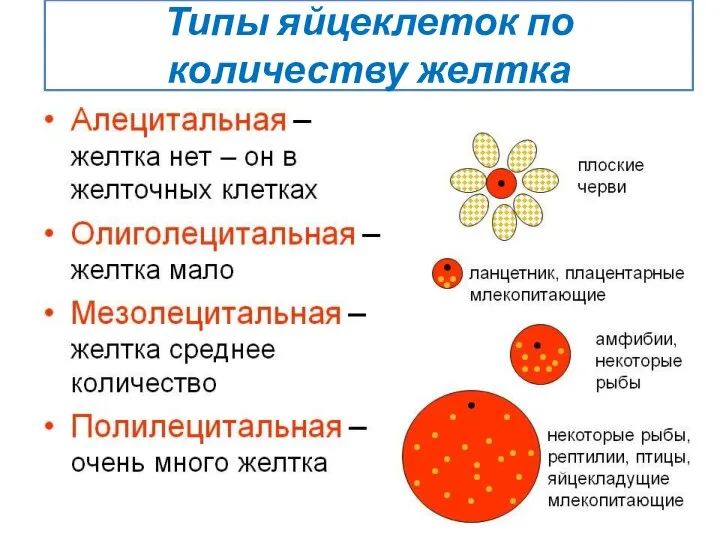 Типы яйцеклеток по количеству желтка