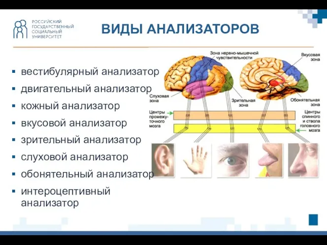 вестибулярный анализатор двигательный анализатор кожный анализатор вкусовой анализатор зрительный анализатор слуховой анализатор