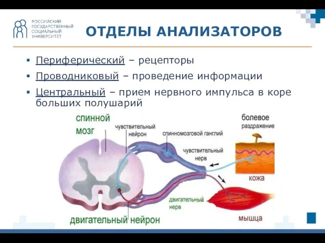 Периферический – рецепторы Проводниковый – проведение информации Центральный – прием нервного импульса