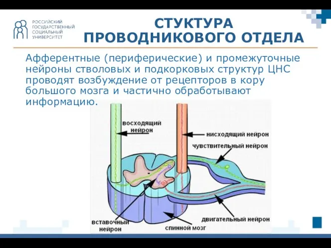 Афферентные (периферические) и промежуточные нейроны стволовых и подкорковых структур ЦНС проводят возбуждение