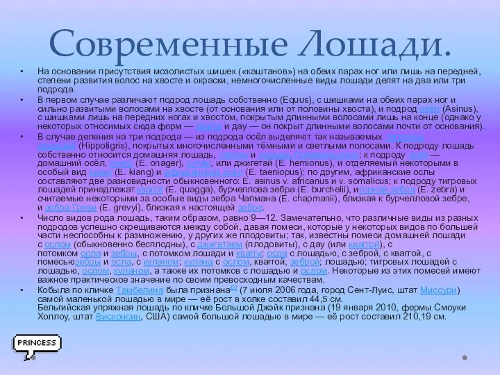 Современные Лошади. На основании присутствия мозолистых шишек («каштанов») на обеих парах ног