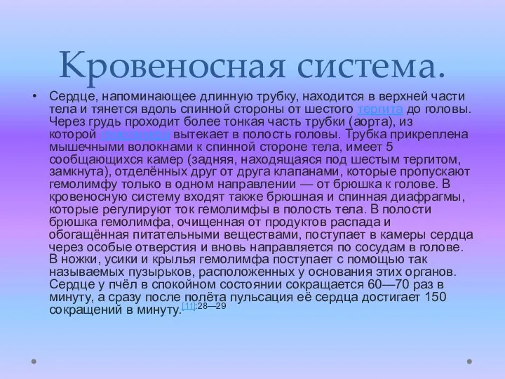 Кровеносная система. Сердце, напоминающее длинную трубку, находится в верхней части тела и