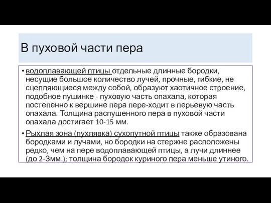 В пуховой части пера водоплавающей птицы отдельные длинные бородки, несущие большое количество