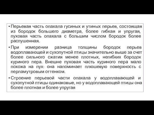 Перьевая часть опахала гусиных и утиных перьев, состоящая из бородок большего диаметра,