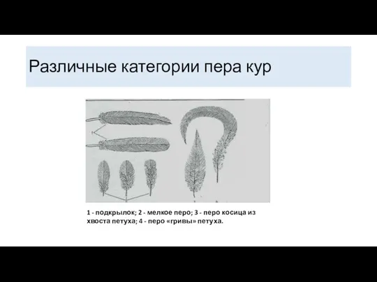 Различные категории пера кур 1 - подкрылок; 2 - мелкое перо; 3