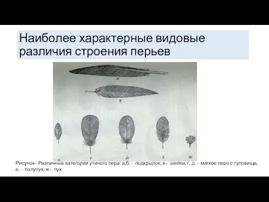 Наиболее характерные видовые различия строения перьев Рисунок– Различные категории утиного пера: а,б.