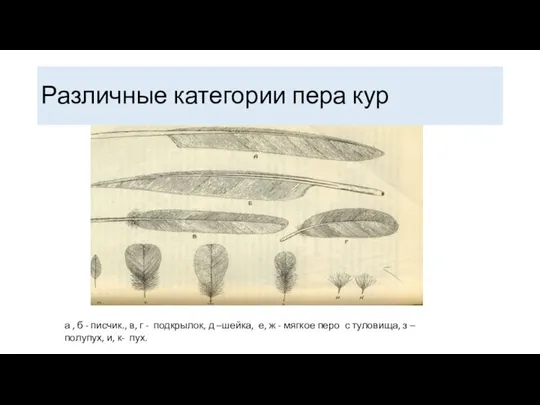 Различные категории пера кур а , б - писчик., в, г -